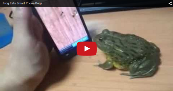 Frog Eats Smart Phone Bugs