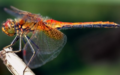 Is There A Heaven? What We Can Learn From Dragonflies