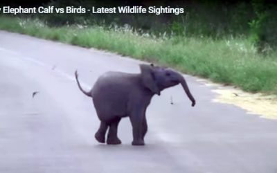 Baby Elephant Sets Wonderful Example On How To Find Friends!