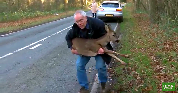 Deer Rescue – One Man’s Passion Brought To Life!