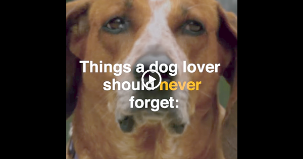Things a Dog Lover Should Never Forget